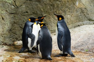 king-penguin-384252_1280