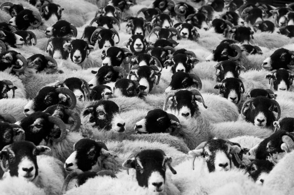 A black and white picture of sheep