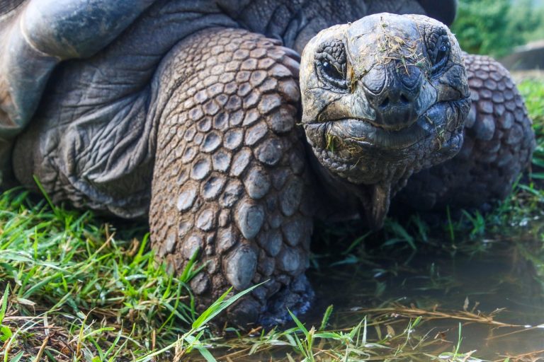 An image of a tortoise, used here to refer to the speed of online search